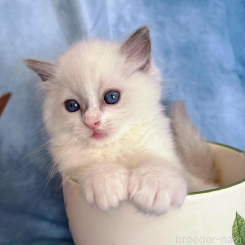 販売中の千葉県のラグドール-134845の8枚目