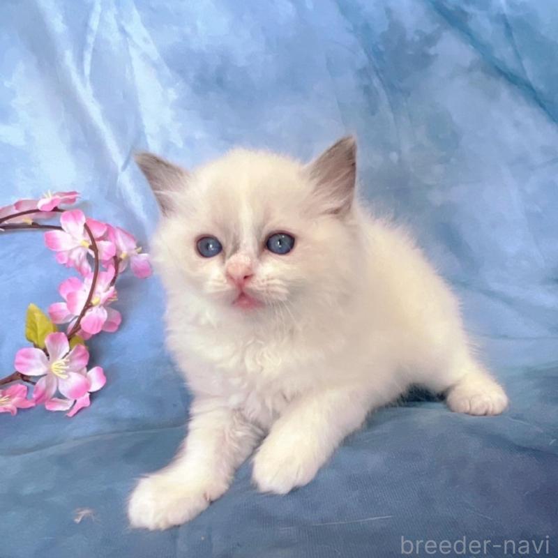 販売中の千葉県のラグドール-134845の6枚目