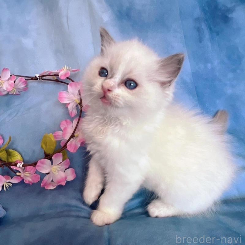 販売中の千葉県のラグドール-134845の5枚目