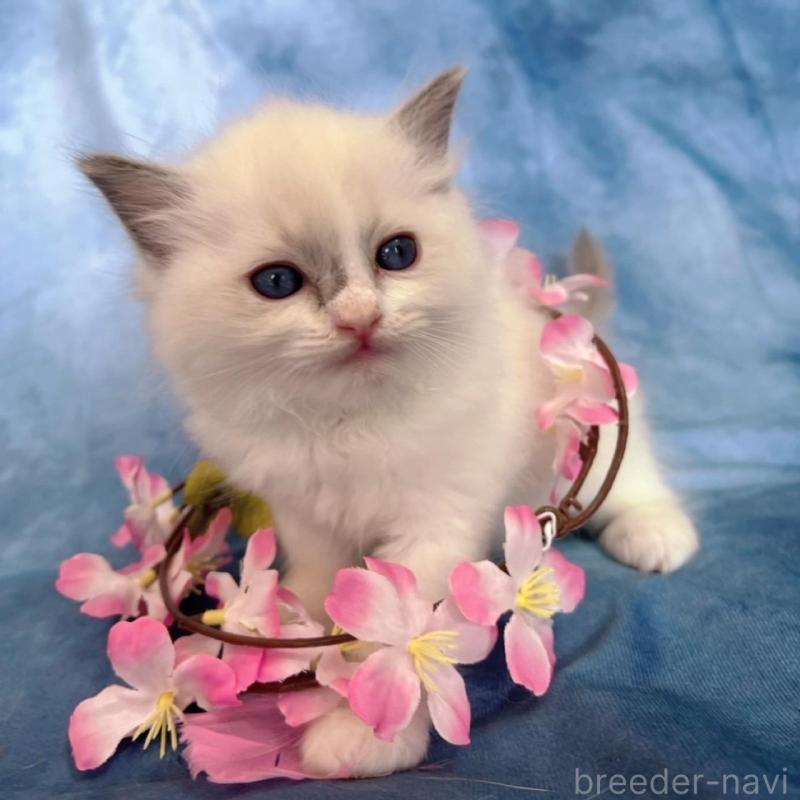 販売中の千葉県のラグドール-134845の4枚目