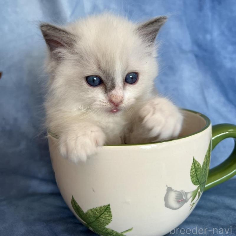 販売中の千葉県のラグドール-134845の3枚目