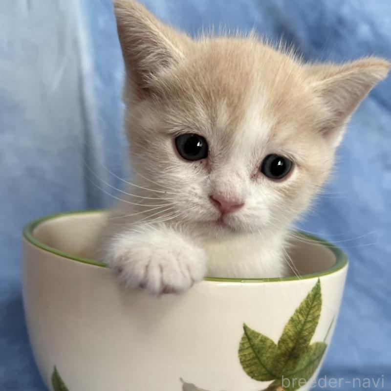 販売中の千葉県のミヌエット(短足)-134846