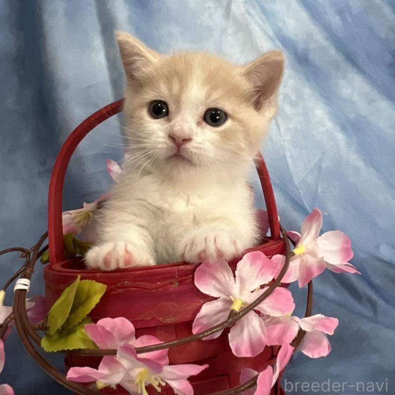 販売中の千葉県のミヌエット(短足)-134846の7枚目