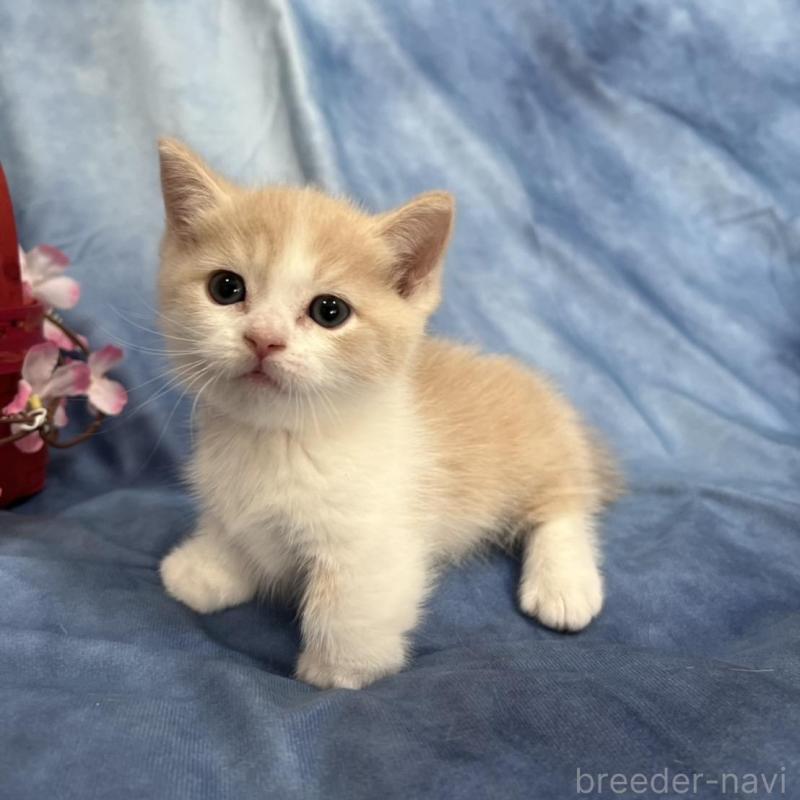 販売中の千葉県のミヌエット(短足)-134846の6枚目