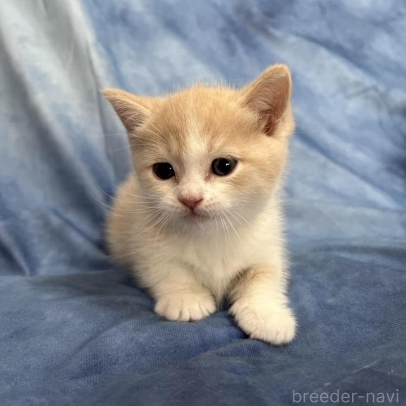 販売中の千葉県のミヌエット(短足)-134846の5枚目