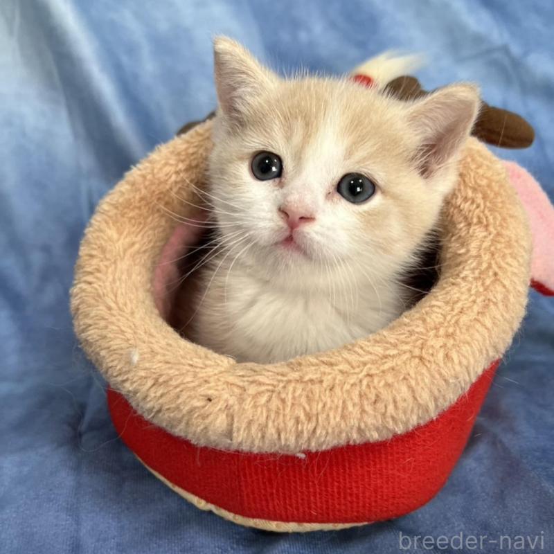 販売中の千葉県のミヌエット(短足)-134846の4枚目