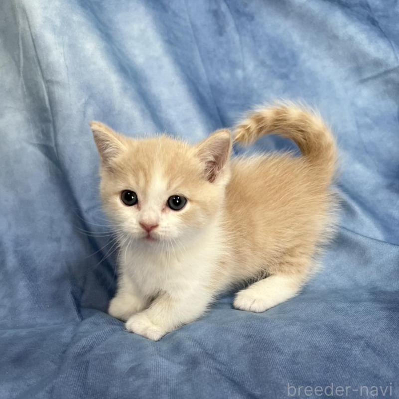 販売中の千葉県のミヌエット(短足)-134846の2枚目