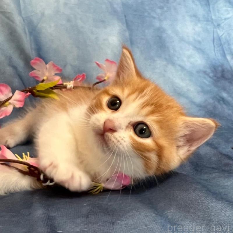 販売中の千葉県のミヌエット-134847の10枚目