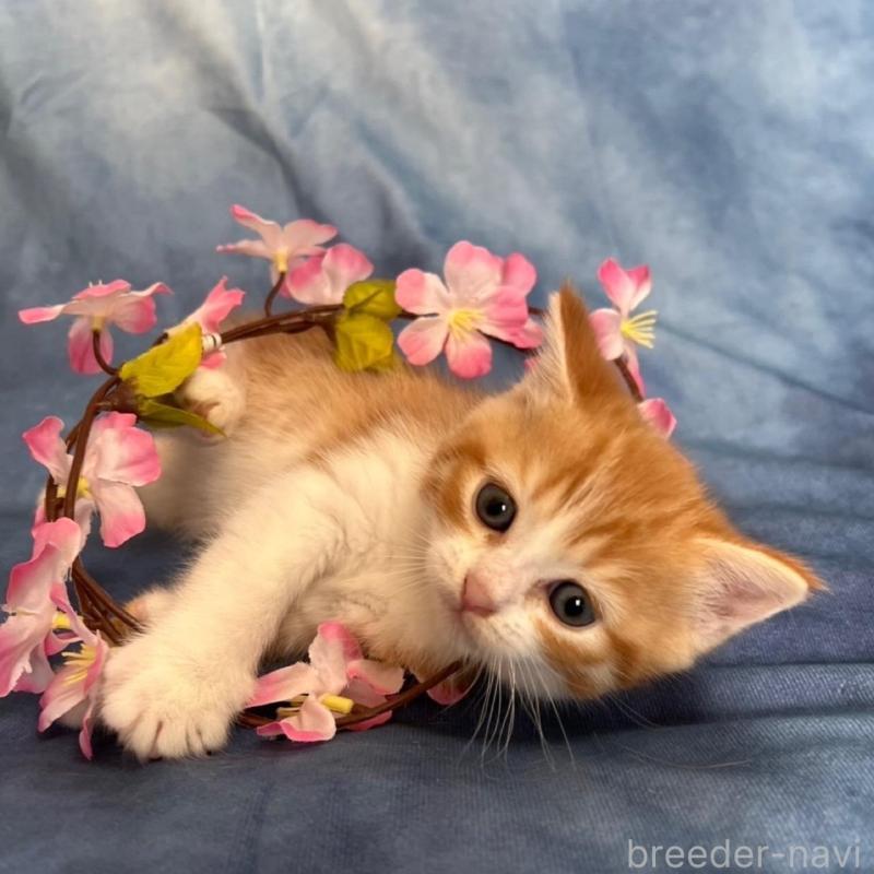 販売中の千葉県のミヌエット-134847の8枚目