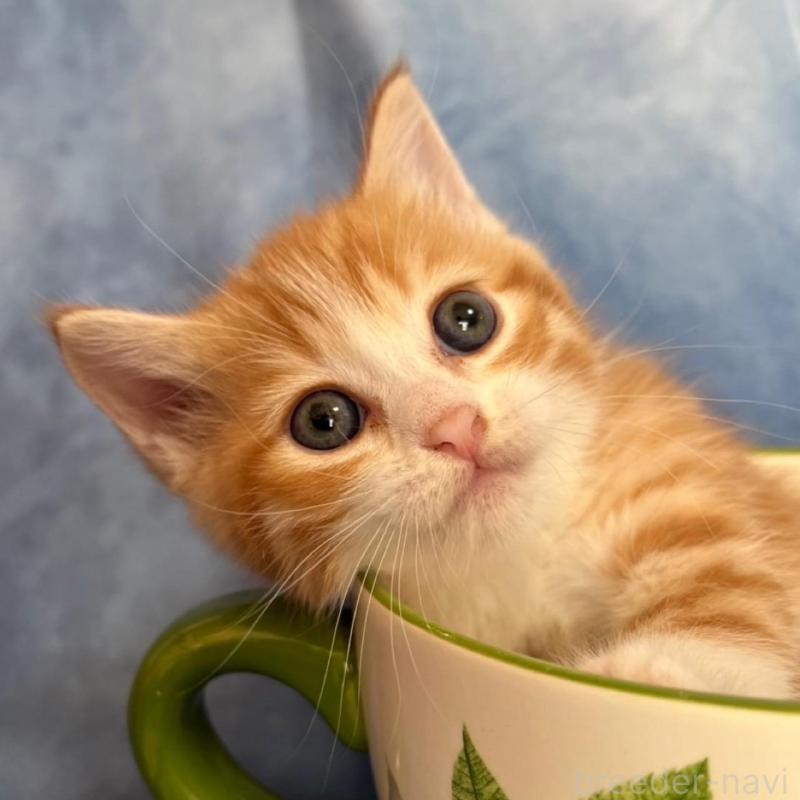 販売中の千葉県のミヌエット-134847