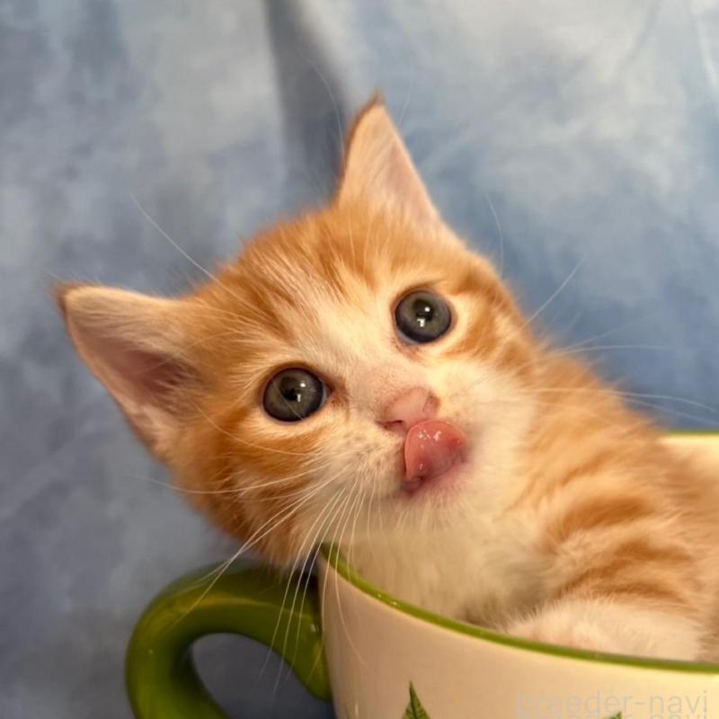 販売中の千葉県のミヌエット-134847の7枚目