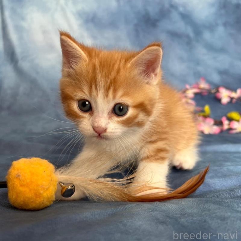 販売中の千葉県のミヌエット-134847の6枚目