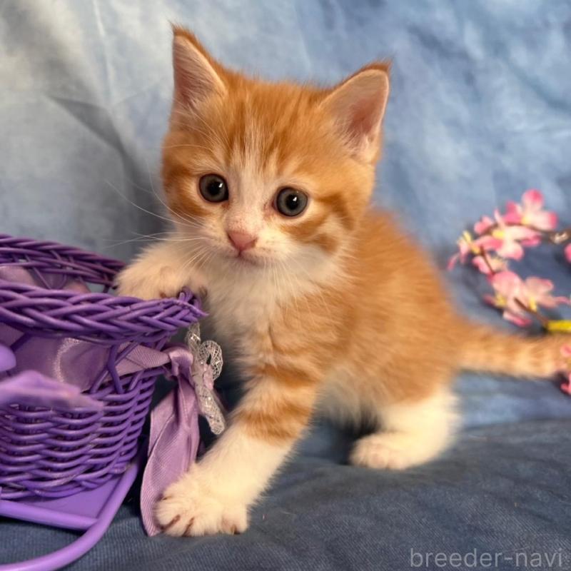 販売中の千葉県のミヌエット-134847の5枚目