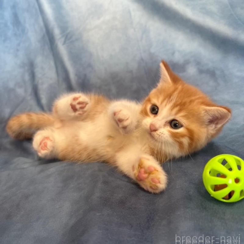 販売中の千葉県のミヌエット-134847の4枚目