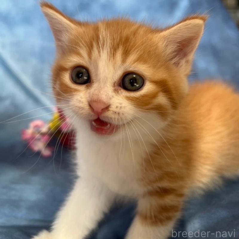 販売中の千葉県のミヌエット-134847の3枚目