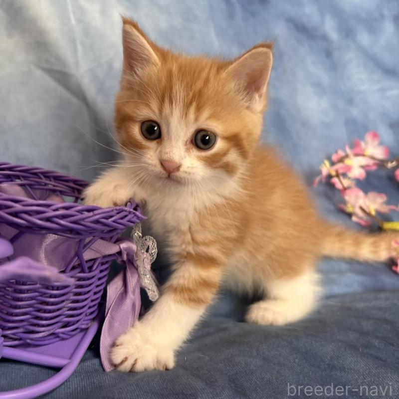 販売中の千葉県のミヌエット-134847の2枚目