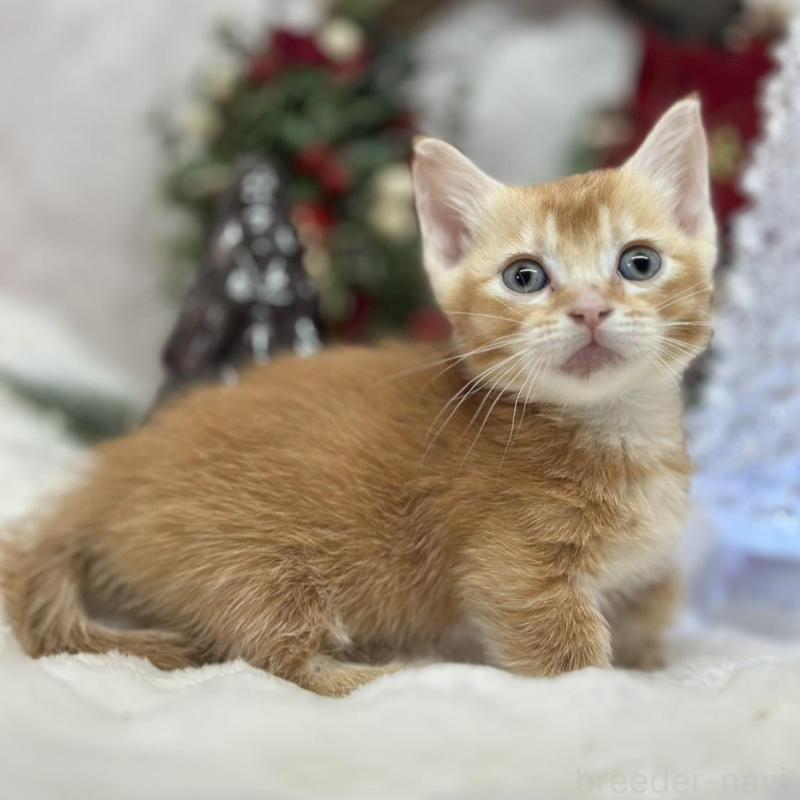 販売中の長野県のマンチカン(短足)-134848の5枚目