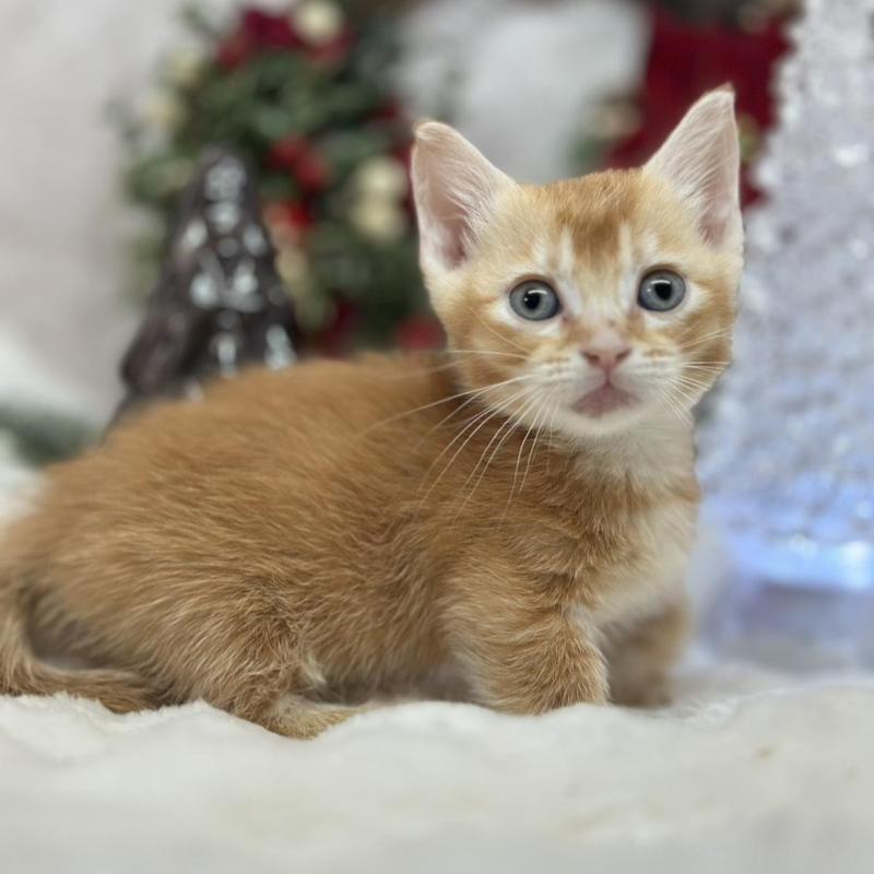 販売中の長野県のマンチカン(短足)-134848の4枚目