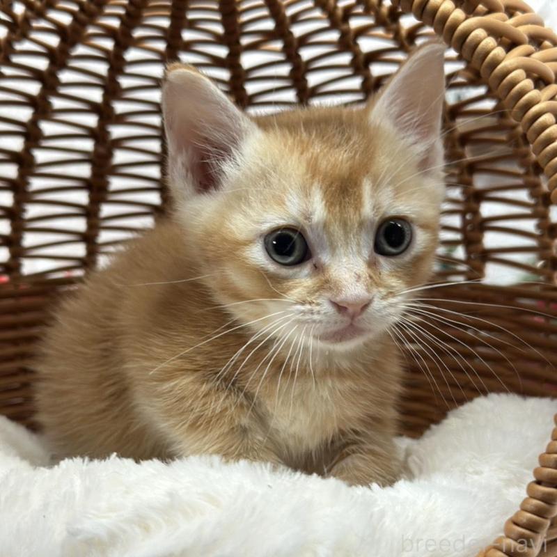 販売中の長野県のマンチカン(短足)-134848の1枚目