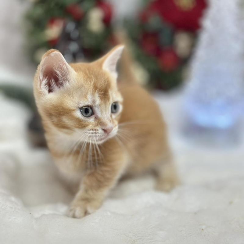 販売中の長野県のマンチカン(短足)-134848の3枚目