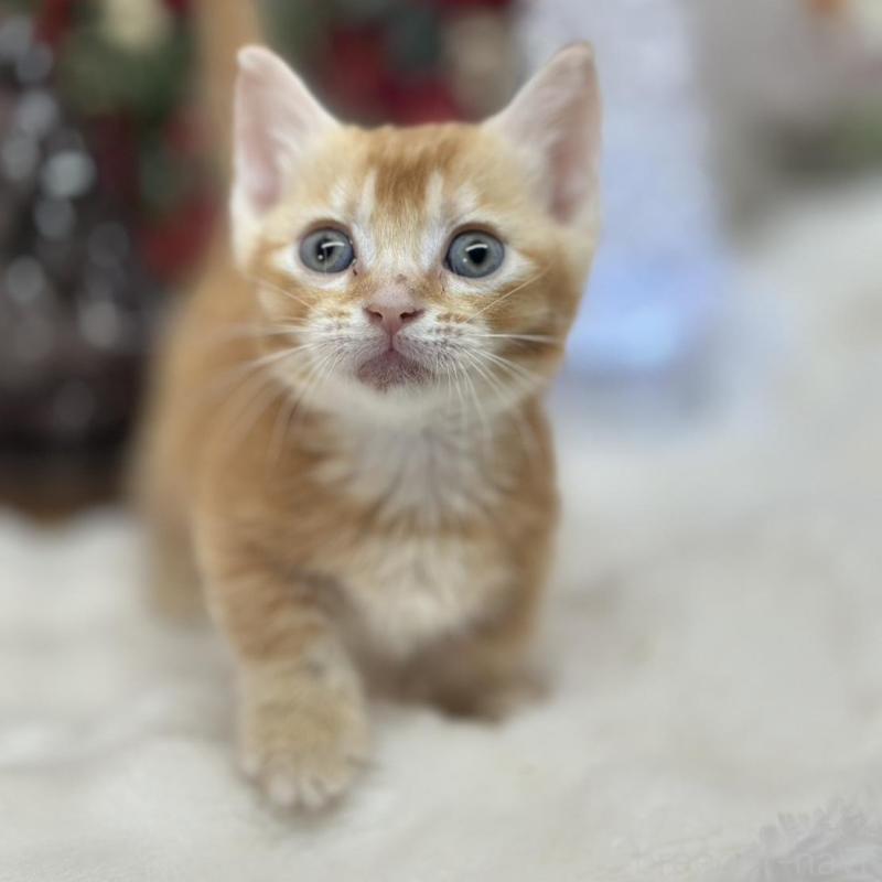 販売中の長野県のマンチカン(短足)-134848の2枚目