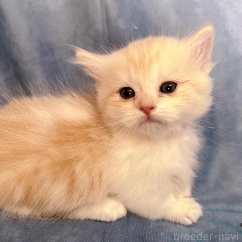 販売中の千葉県のミヌエット(短足)-134849の9枚目