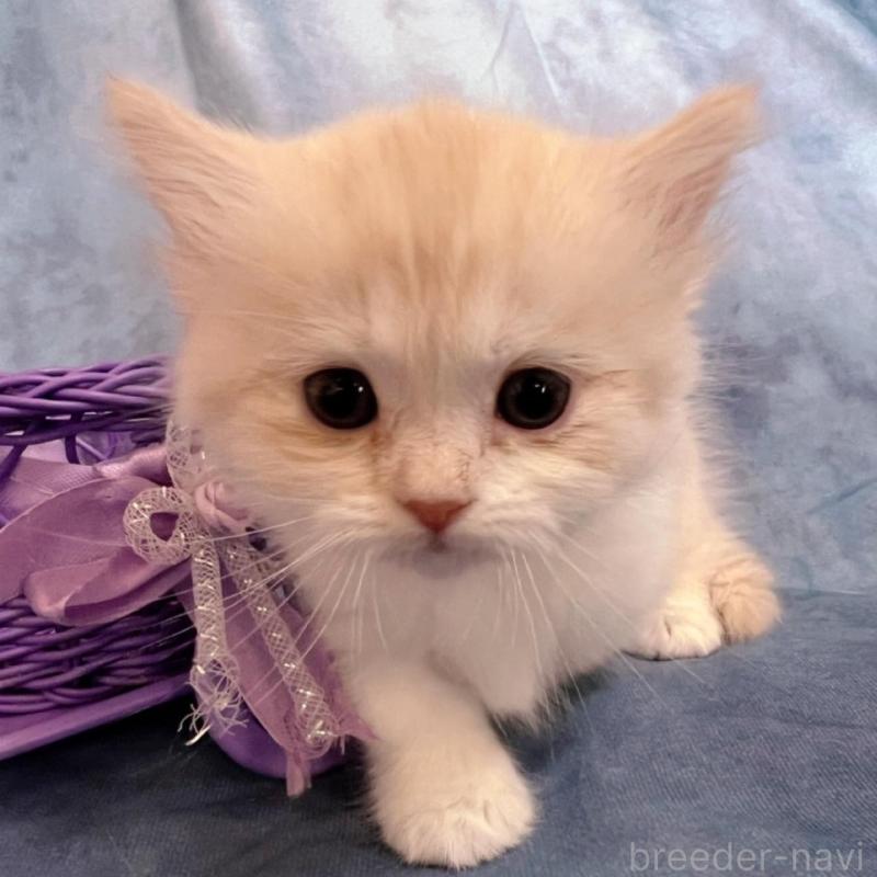 販売中の千葉県のミヌエット(短足)-134849の7枚目