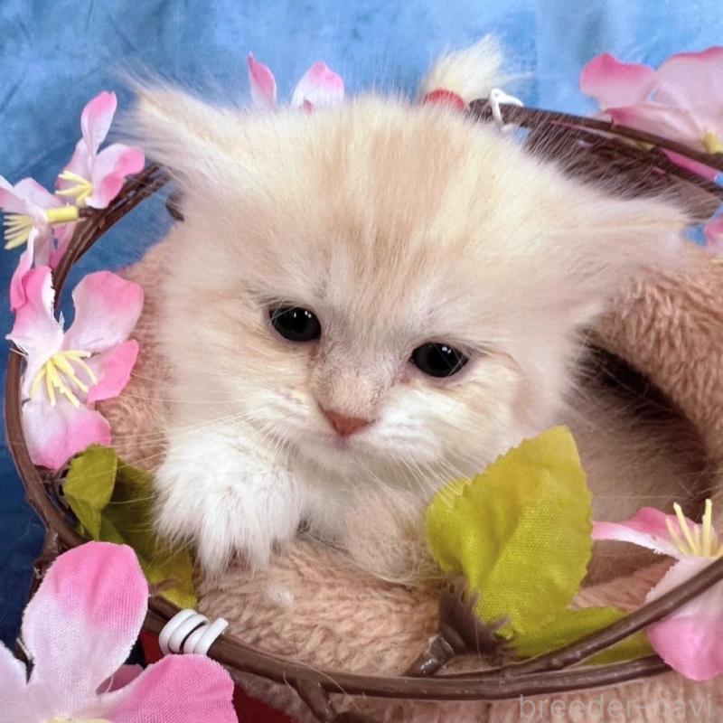 販売中の千葉県のミヌエット(短足)-134849の6枚目