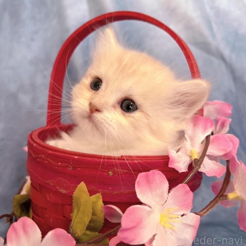 販売中の千葉県のミヌエット(短足)-134849の4枚目