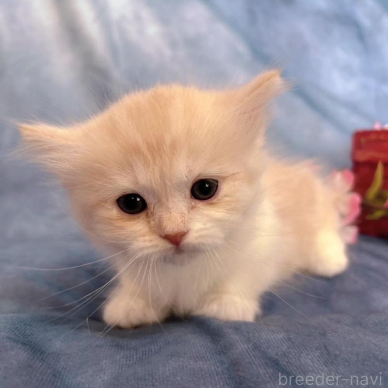 販売中の千葉県のミヌエット(短足)-134849の3枚目