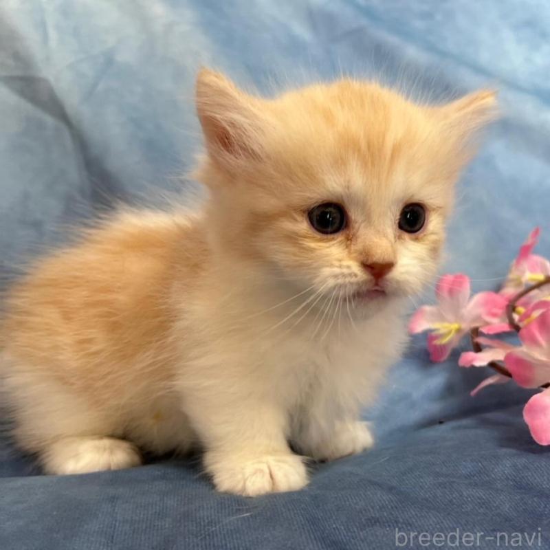 販売中の千葉県のミヌエット(短足)-134849の2枚目