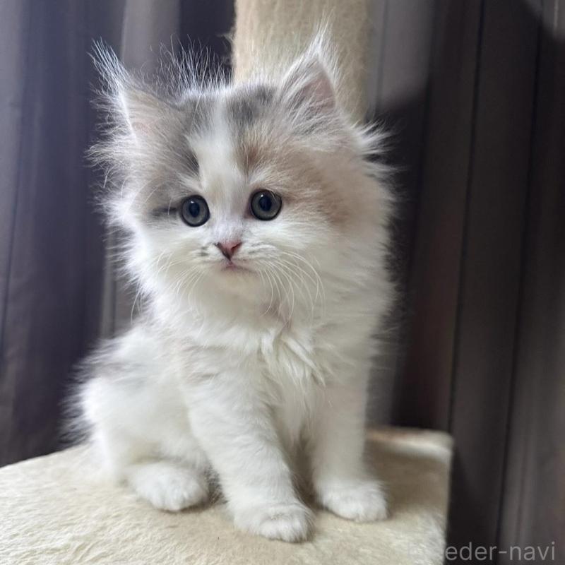 販売中の千葉県のミヌエット-134850の13枚目