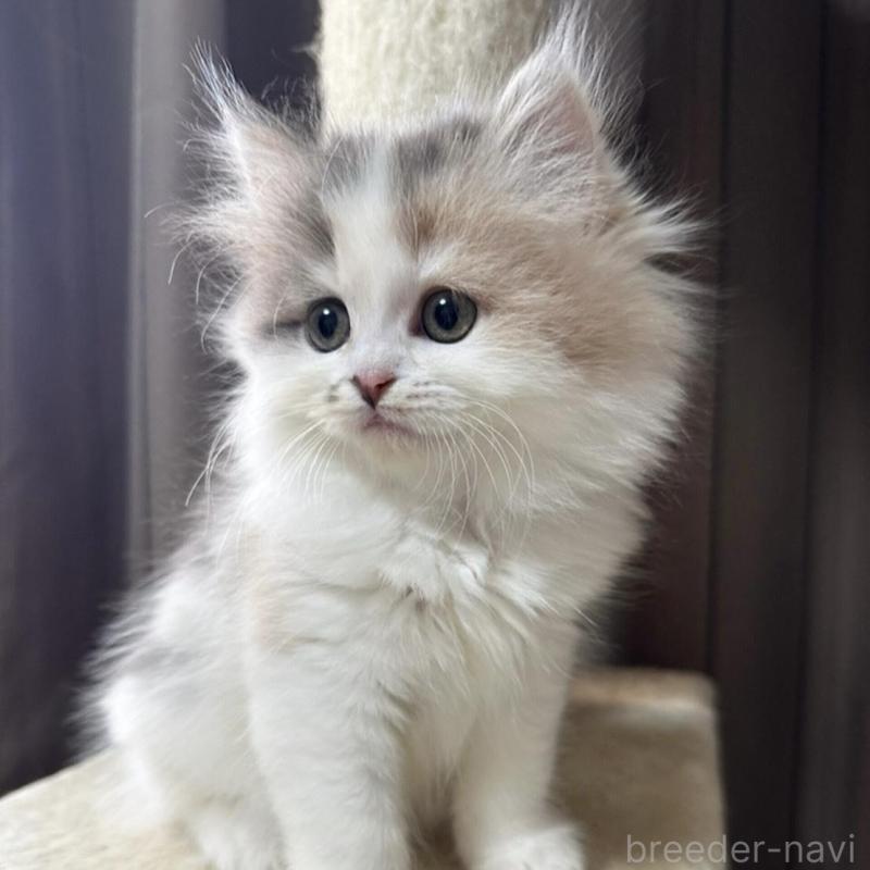 販売中の千葉県のミヌエット-134850の12枚目