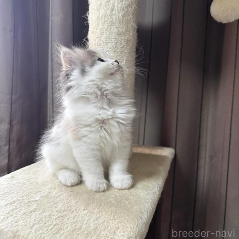 販売中の千葉県のミヌエット-134850の11枚目