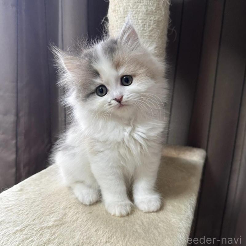 販売中の千葉県のミヌエット-134850の10枚目