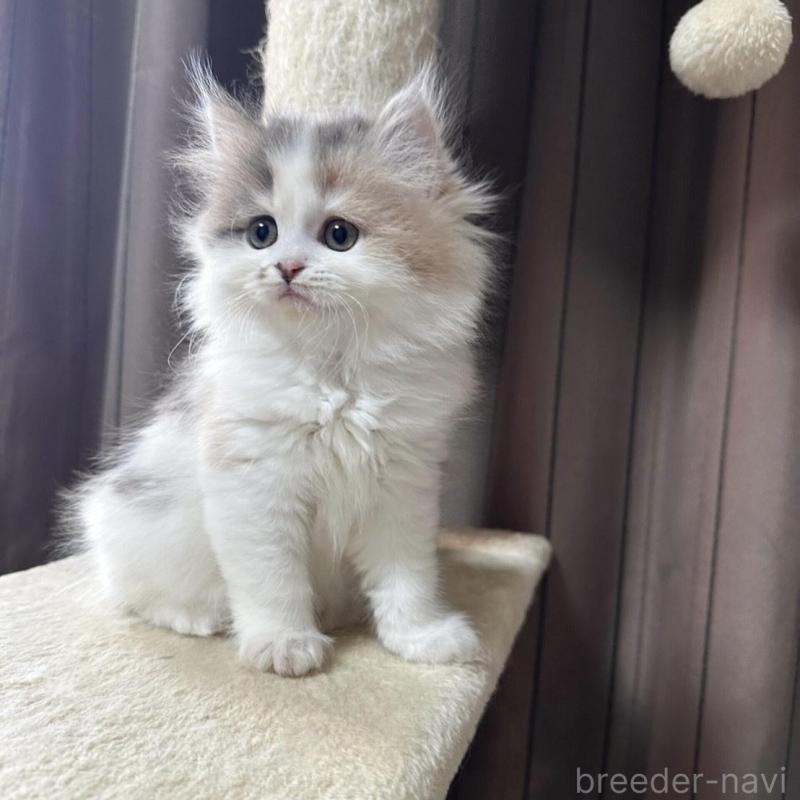 販売中の千葉県のミヌエット-134850の9枚目