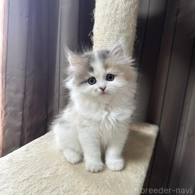 販売中の千葉県のミヌエット-134850の8枚目