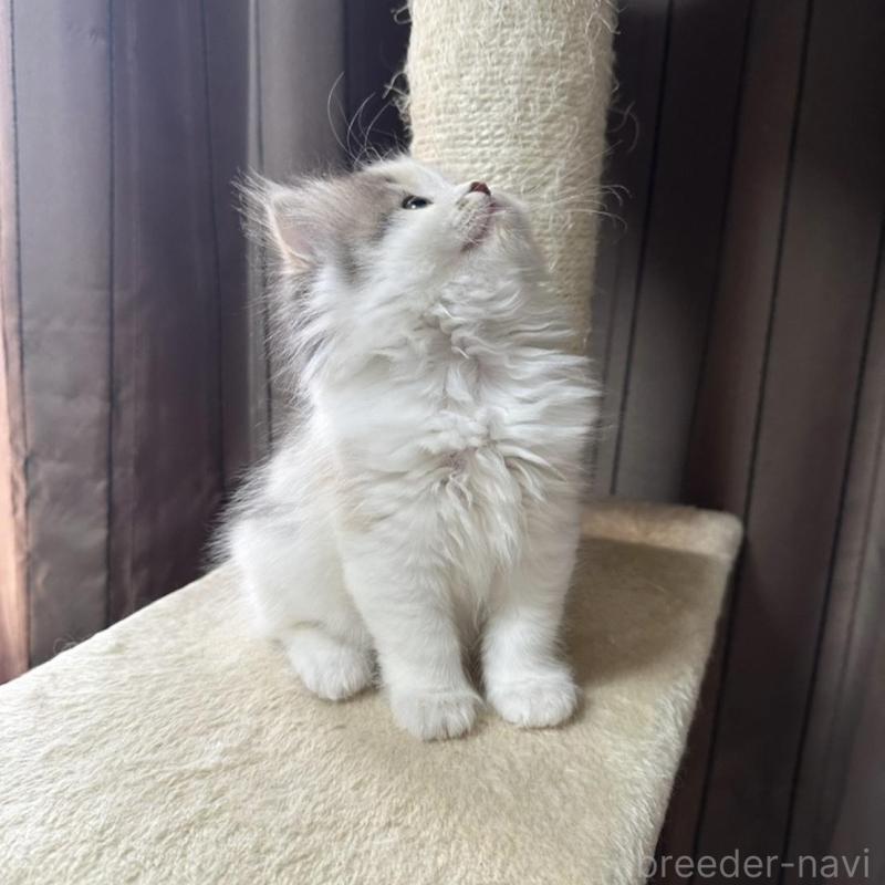 販売中の千葉県のミヌエット-134850の7枚目