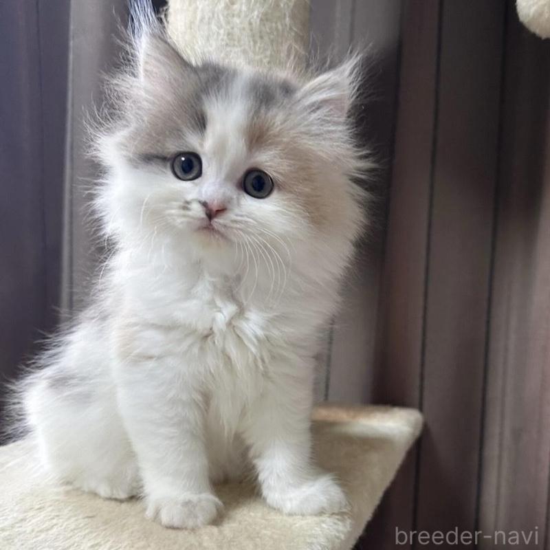 販売中の千葉県のミヌエット-134850の6枚目