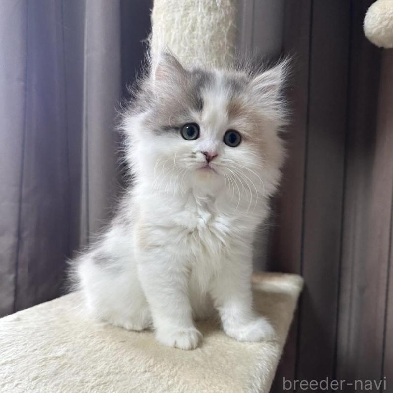 販売中の千葉県のミヌエット-134850の5枚目