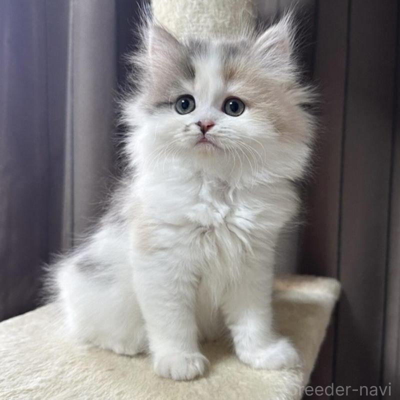 販売中の千葉県のミヌエット-134850の1枚目