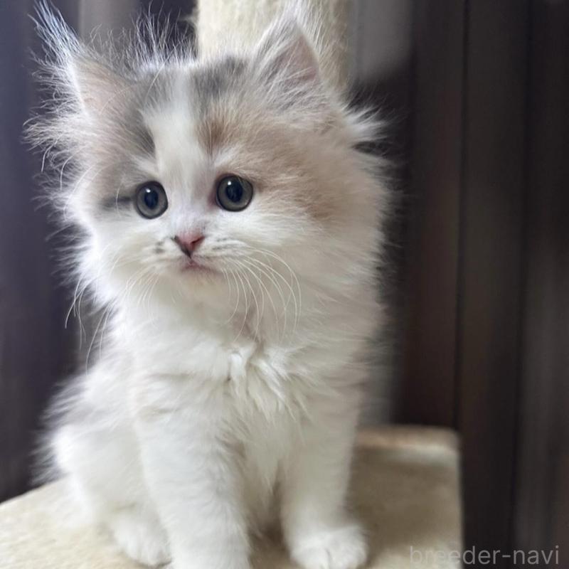 販売中の千葉県のミヌエット-134850の4枚目