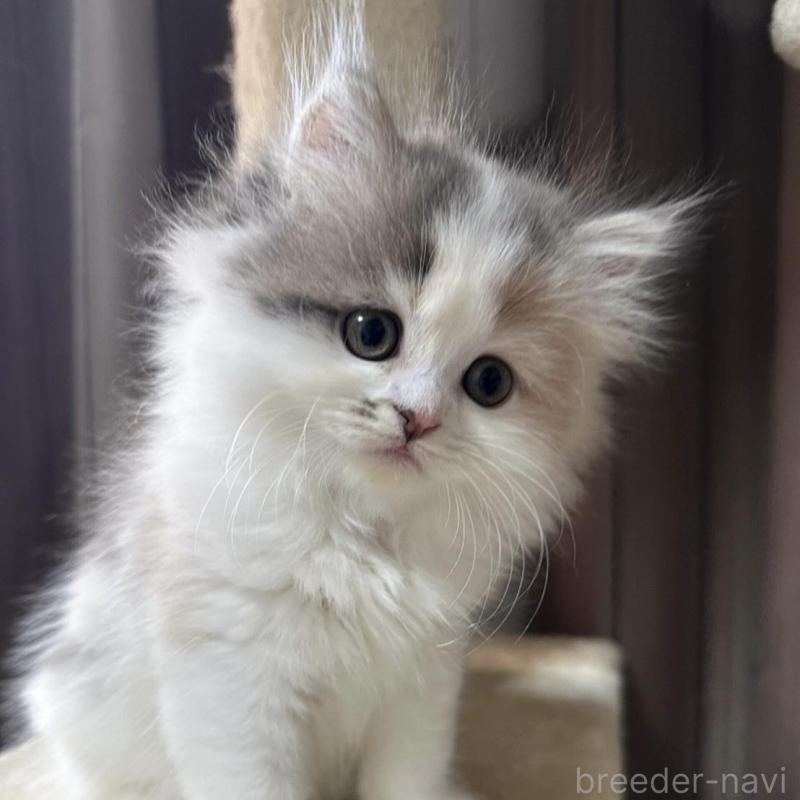 販売中の千葉県のミヌエット-134850の3枚目