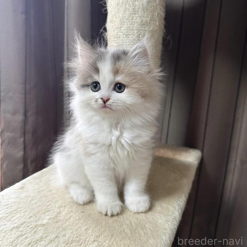 販売中の千葉県のミヌエット-134850の2枚目