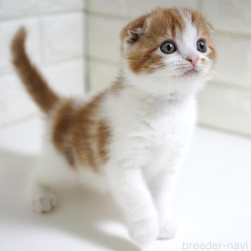 販売中の愛知県のスコティッシュフォールド-134743の2枚目