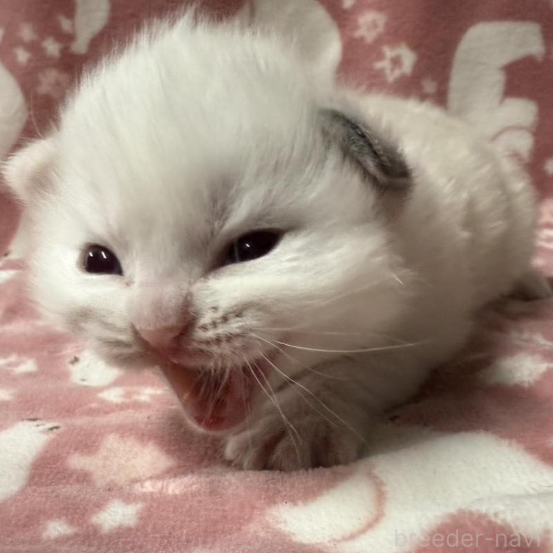 販売中の長野県のラグドール-134851の10枚目