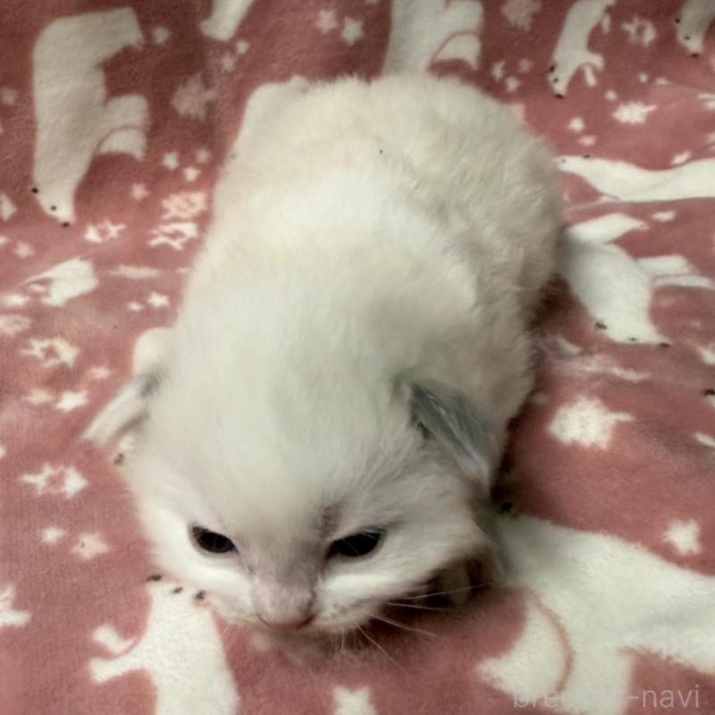 販売中の長野県のラグドール-134851の9枚目