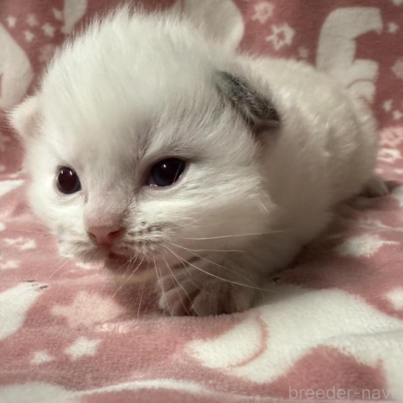 販売中の長野県のラグドール-134851の8枚目