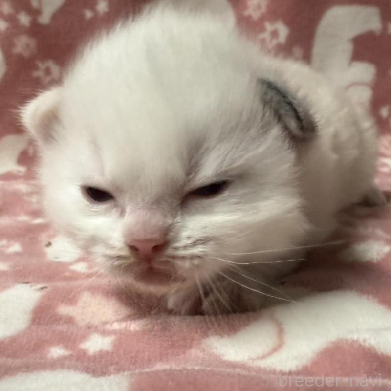 販売中の長野県のラグドール-134851の7枚目