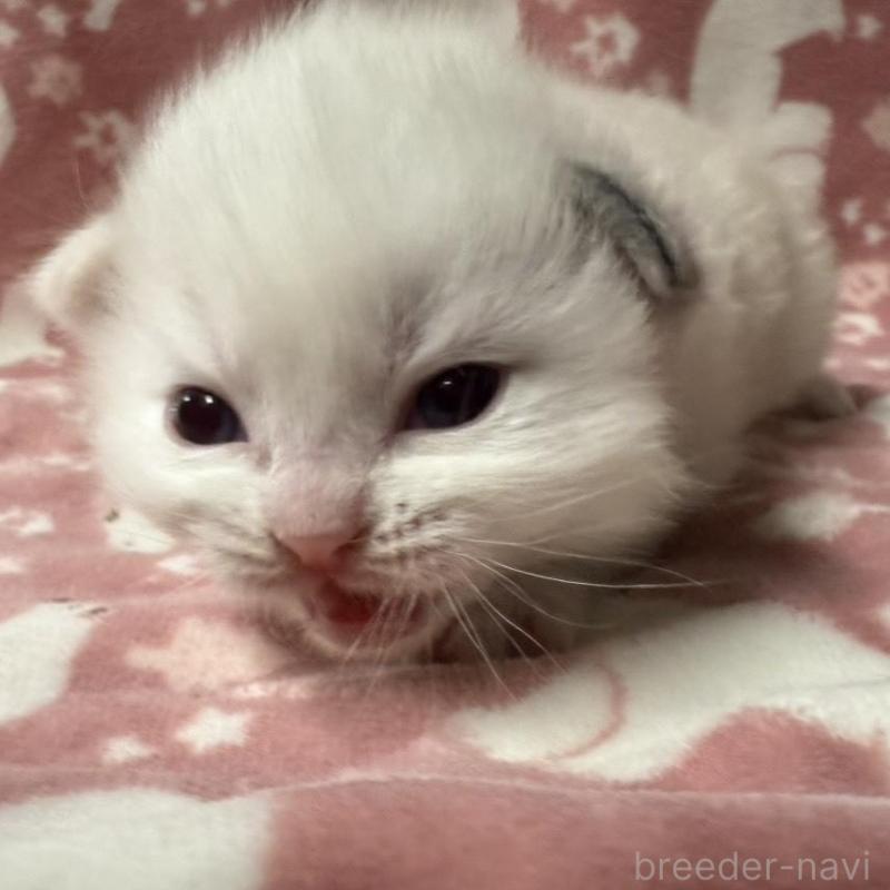 販売中の長野県のラグドール-134851の6枚目